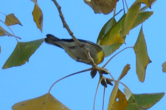 Gilbert Water Ranch, Gilbert, AZ - Jan. 4, 2018